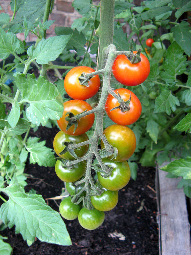 Tomatenrispe